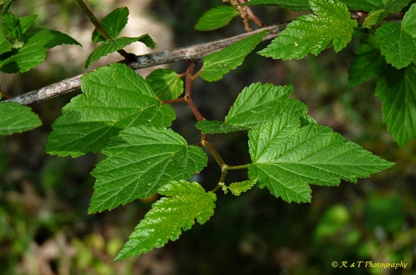 {Physocarpus opulifolius}
